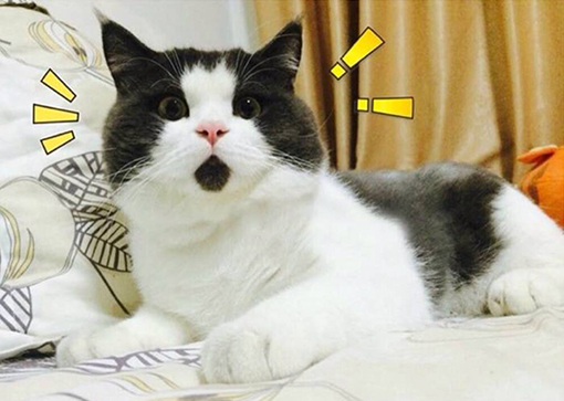 猫咪惊讶表情